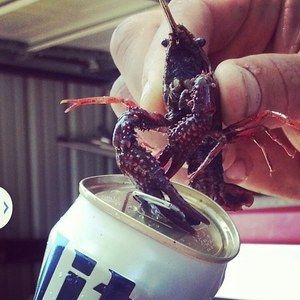 Meet your Posher, Robin-randall